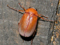 Serica brunnea